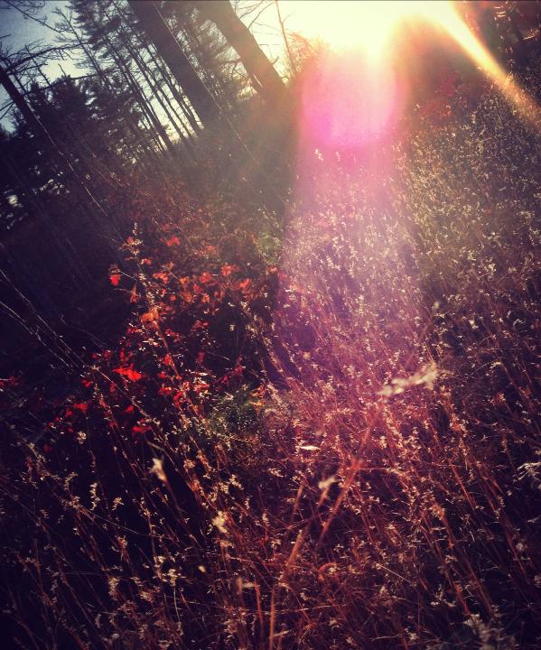 Sunlight breaking over tall autumn grass
